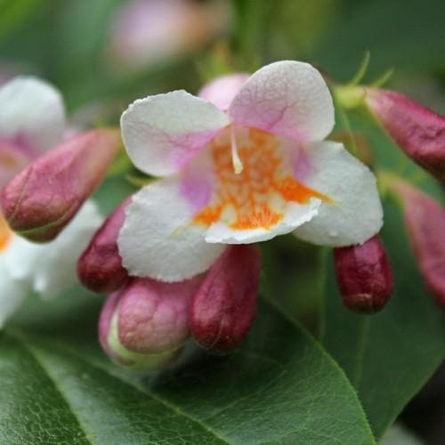  Dipelta Floribunda