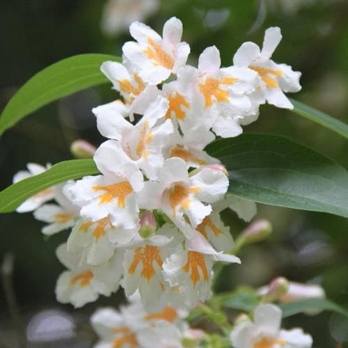  Dipelta Floribunda