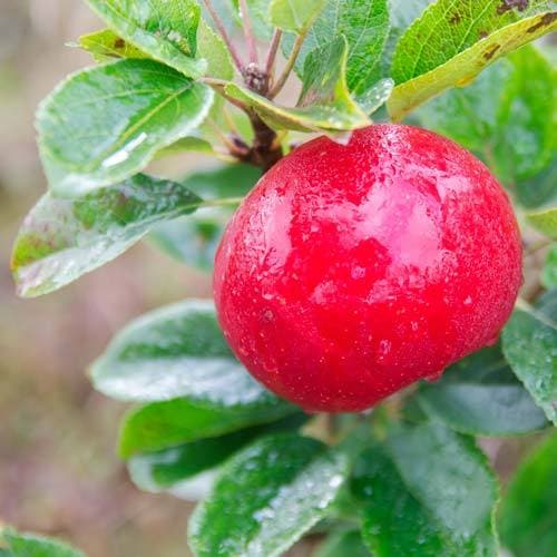 Apple Discovery