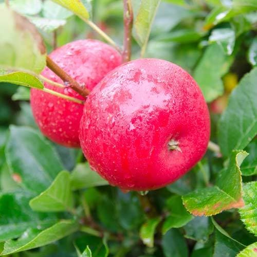  Apple Discovery