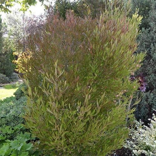  Dodonaea Viscosa Purpurea