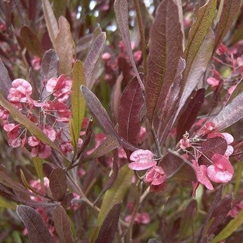  Dodonaea Viscosa Purpurea