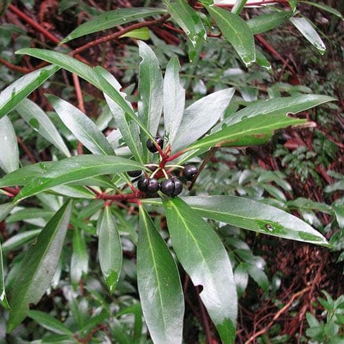  Drimys Aromatica