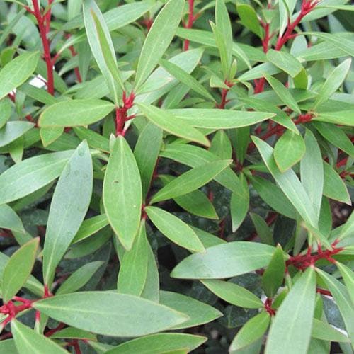  Drimys Aromatica