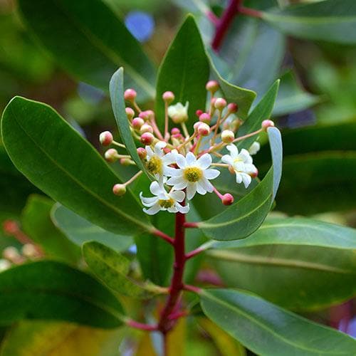  Drimys Aromatica