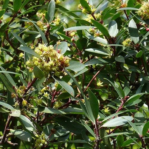  Drimys Aromatica