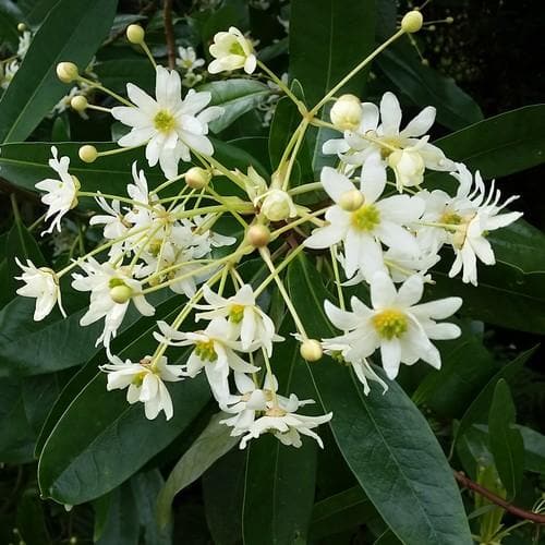  Drimys Winteri