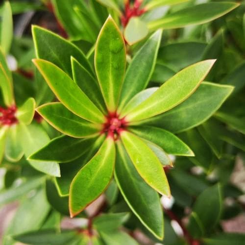  Drimys Lanceolata Red Spice