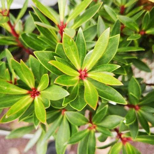  Drimys Lanceolata Red Spice