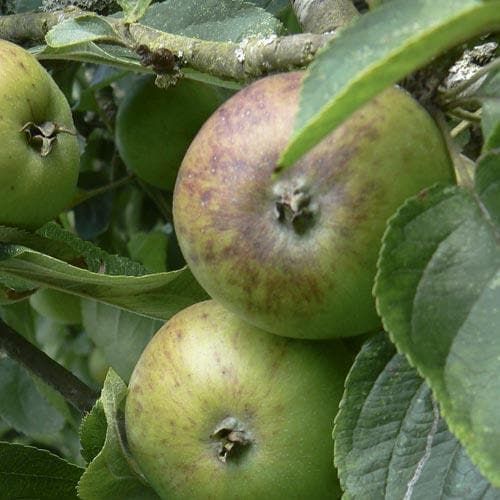  Apple Dunkerton Late Sweet