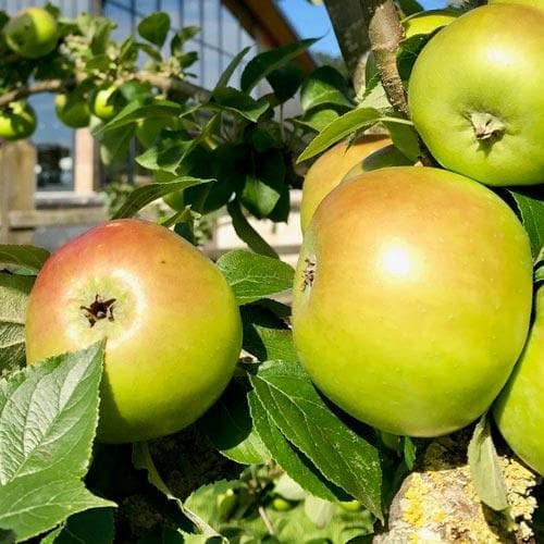  Apple Ecklinville Seedling