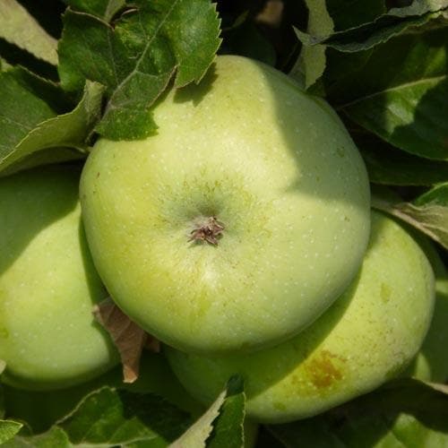  Apple Ecklinville Seedling