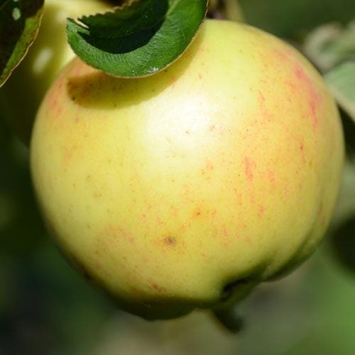  Apple Ecklinville Seedling