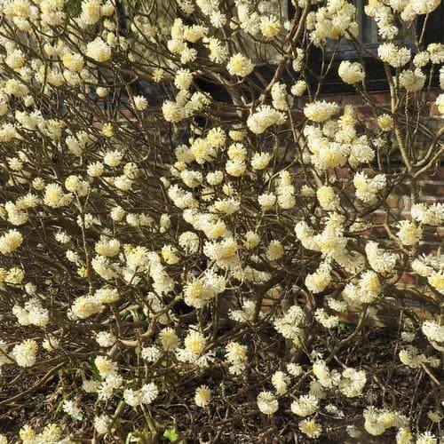  Edgeworthia Chrysantha Grandiflora