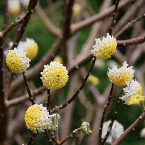  Edgeworthia Chrysantha Grandiflora