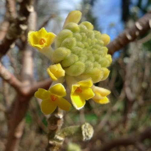  Edgeworthia Chrysantha Grandiflora