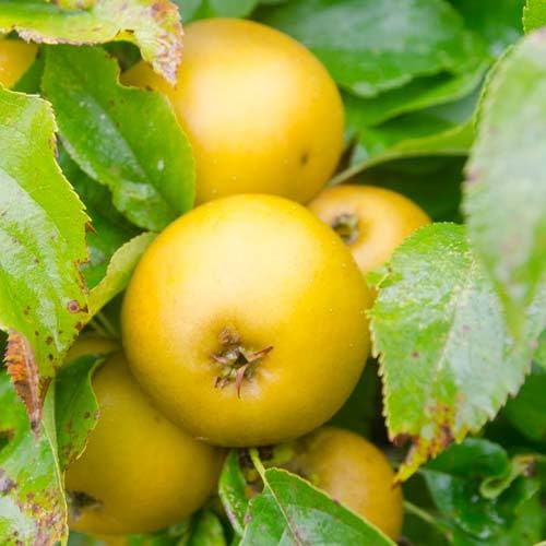  Apple Egremont Russet