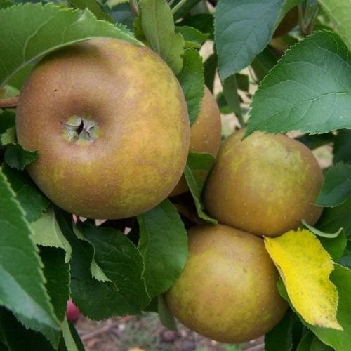  Apple Egremont Russet