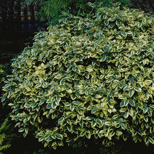  Elaeagnus Pungens Goldrim