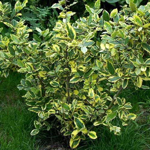  Elaeagnus Pungens Goldrim