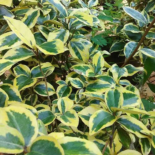  Elaeagnus Pungens Goldrim