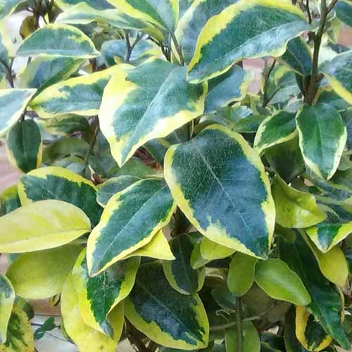  Elaeagnus Pungens Goldrim