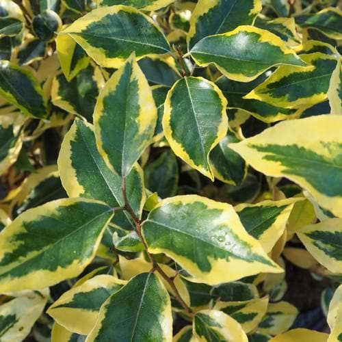  Elaeagnus X Ebbingei Gilt Edge