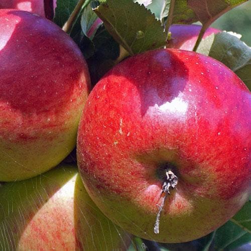  Apple Ellison's Orange