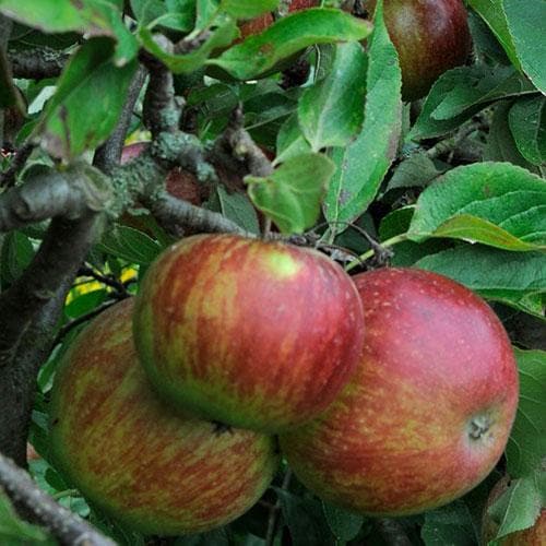  Apple Ellison's Orange