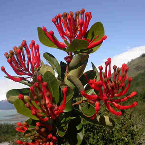  Embothrium Coccineum - Chilean Flame Tree