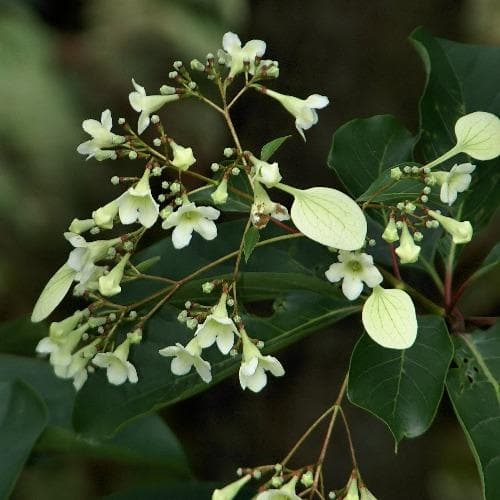  Emmenopteris Henreyi