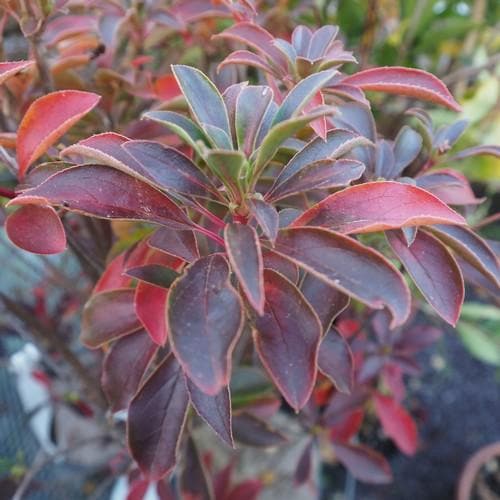  Enkianthus Campanulatus Pagoda