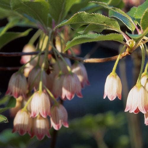  Enkianthus Campanulatus Pagoda