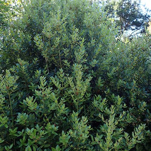  Eucryphia Cordifolia