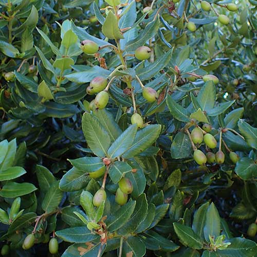  Eucryphia Cordifolia