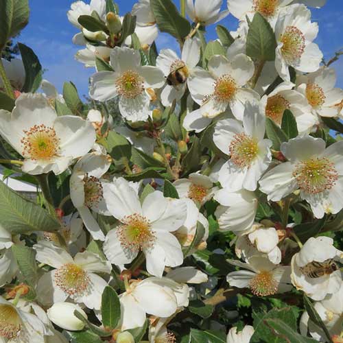  Eucryphia Cordifolia
