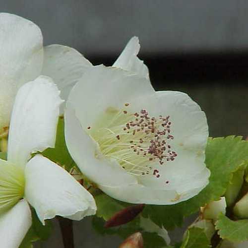  Eucryphia Glutinosa