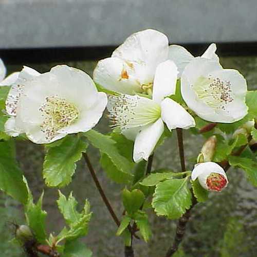  Eucryphia Glutinosa