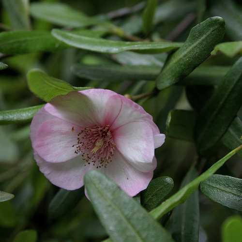  Eucryphia Lucida Ballerina