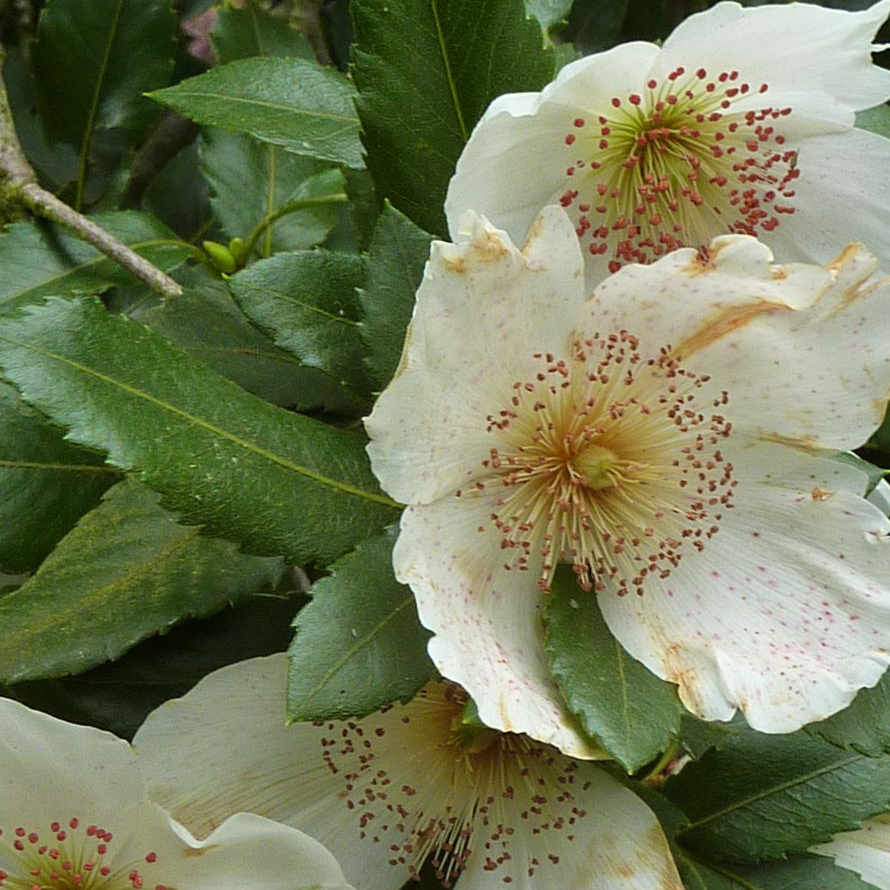  Eucryphia X Nymansensis Nymansay