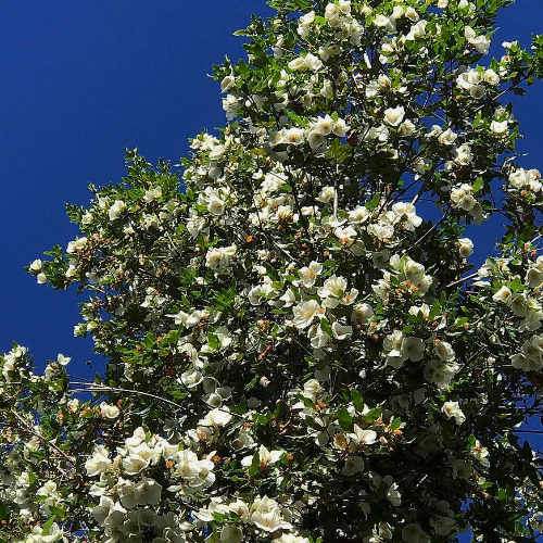  Eucryphia X Nymansensis Nymansay