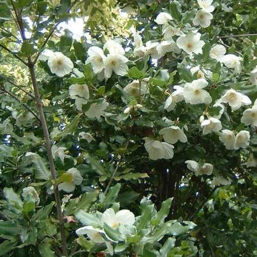  Eucryphia X Nymansensis Nymansay