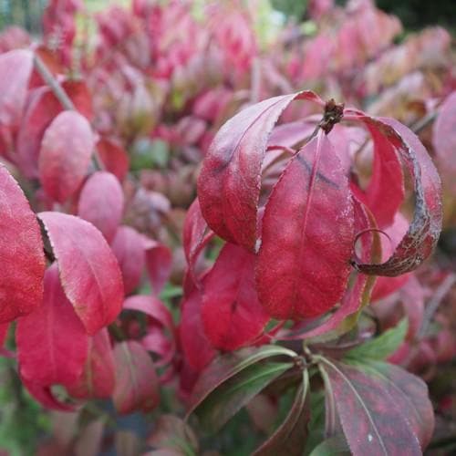  Euonymus Alatus