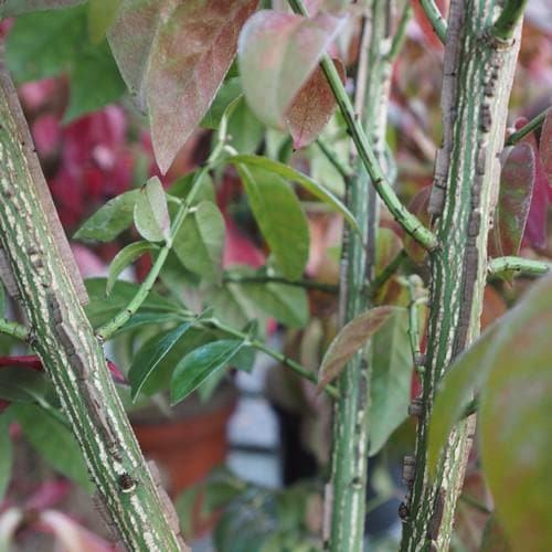  Euonymus Alatus
