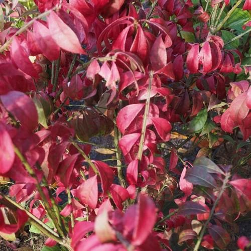  Euonymus Alatus Compacta