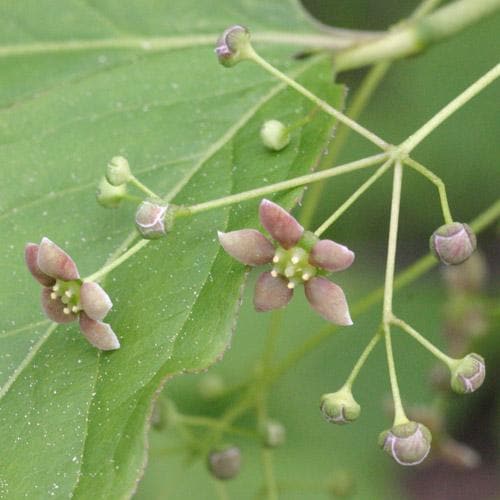  Euonymus Latifolius