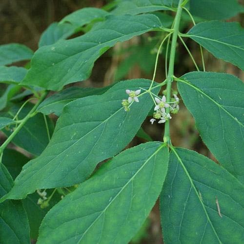  Euonymus Latifolius