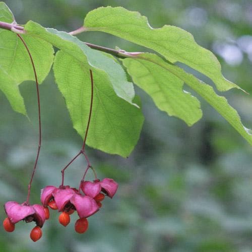  Euonymus Latifolius