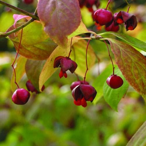  Euonymus Latifolius