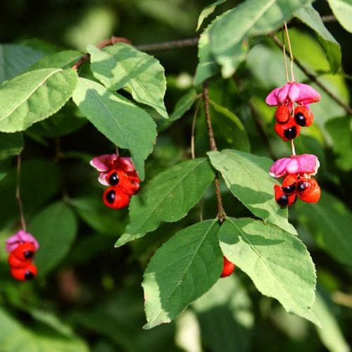  Euonymus Latifolius